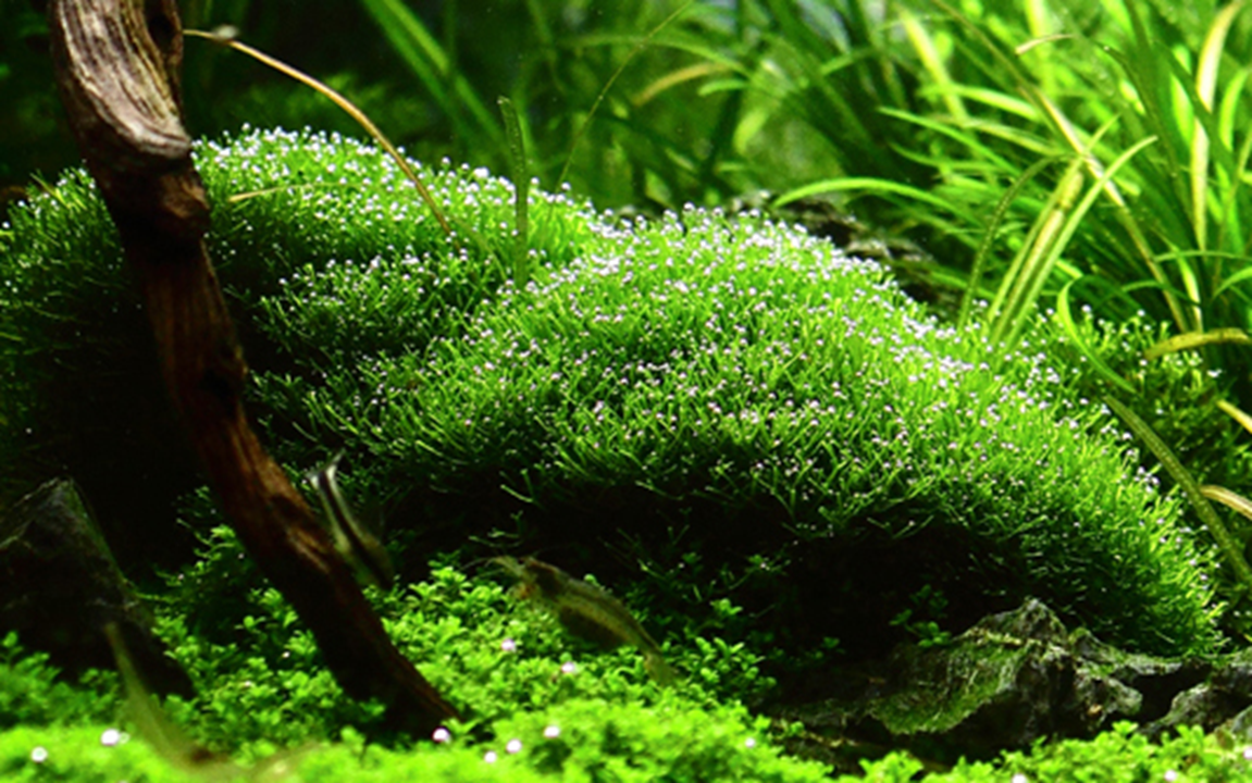 Tropica Riccia fluitans – 1-2-Grow! In Vitro