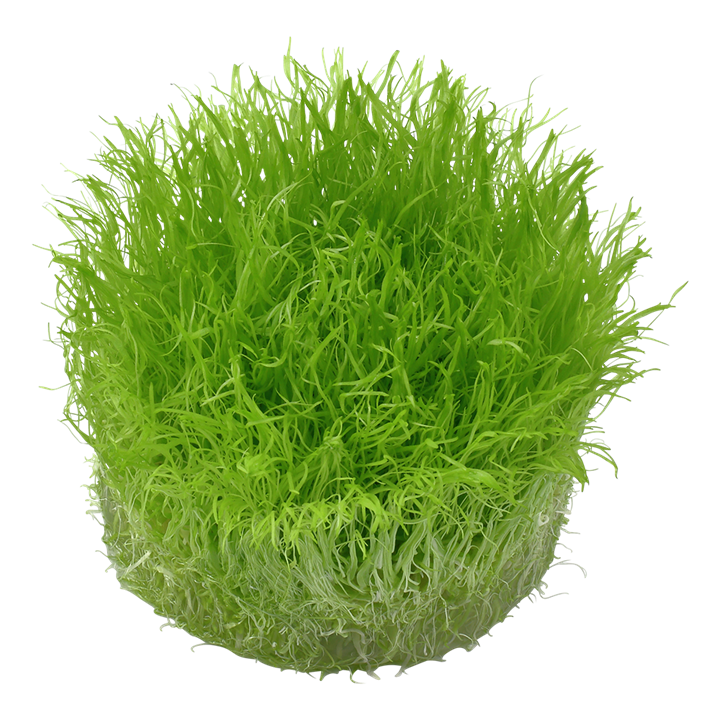Tropica Utricularia graminifolia – 1-2-Grow! In Vitro