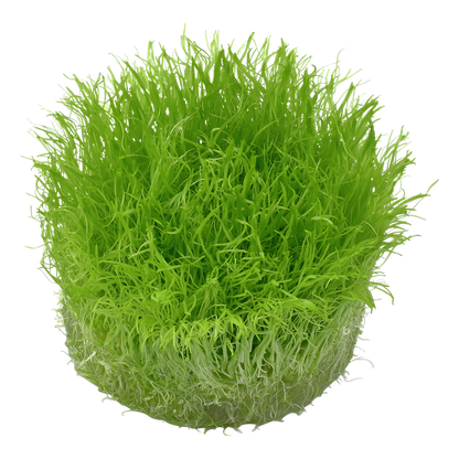 Tropica Utricularia graminifolia – 1-2-Grow! In Vitro