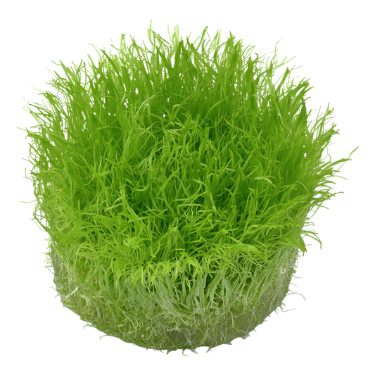 Tropica Utricularia graminifolia – 1-2-Grow! In Vitro