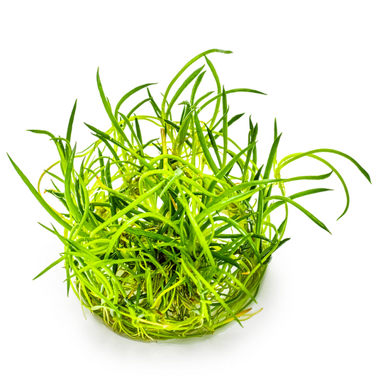 Tropica Littorella uniflora – 1-2-Grow! In Vitro