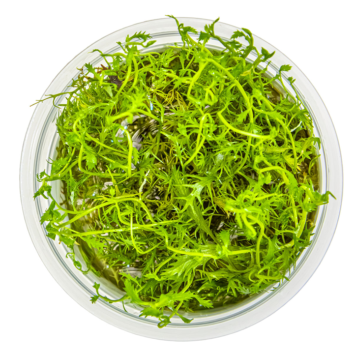 Tropica Proserpinaca palustris 'Cuba' – 1-2-Grow! In Vitro