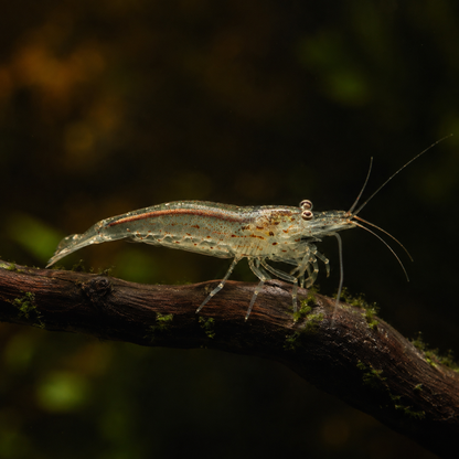 Caridina multidentata, crevette amano
