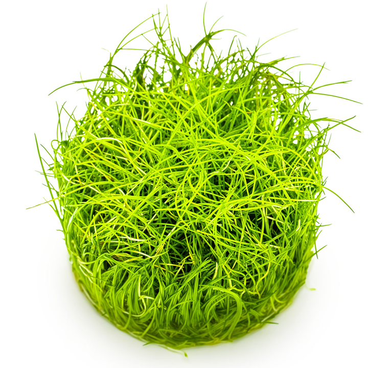 Tropica Eleocharis pusilla 'Mini' – 1-2-Grow! In Vitro
