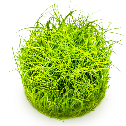 Tropica Eleocharis pusilla 'Mini' – 1-2-Grow! In Vitro