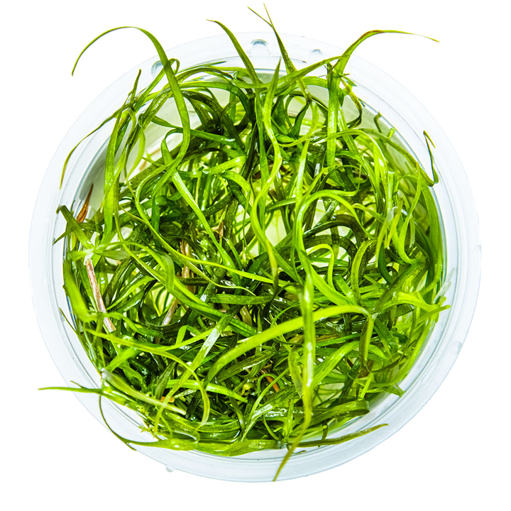 Tropica Sagittaria subulata 'Needle Leaf' – 1-2-Grow! In Vitro