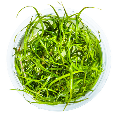 Tropica Sagittaria subulata 'Needle Leaf' – 1-2-Grow! In Vitro