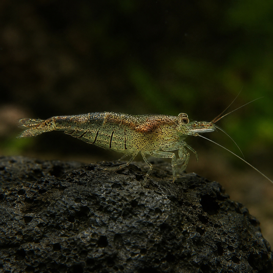 Crevette d'intérieur de Sulawesi, Caridina cf. parvidentata