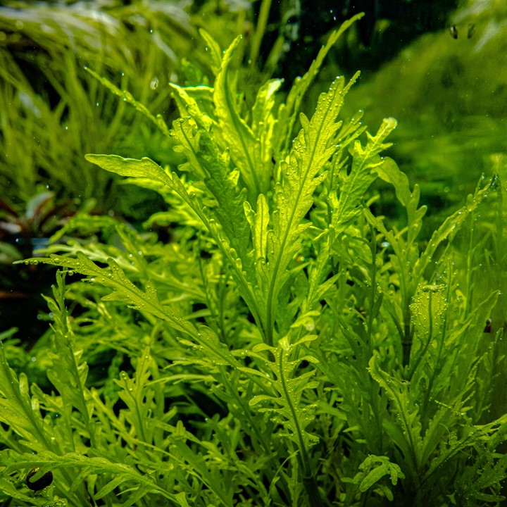 Tropica Hygrophila odora – 1-2-Grow! In Vitro