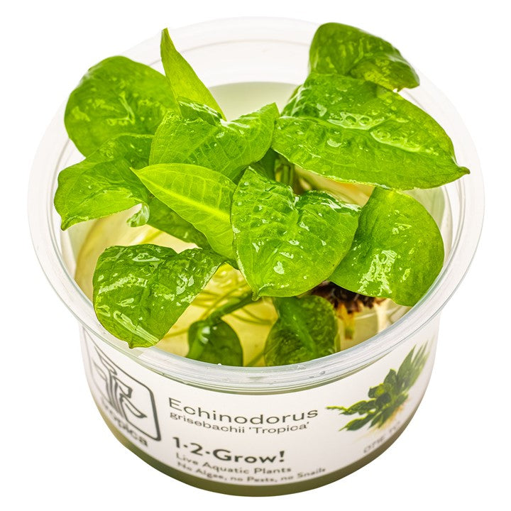 Tropica Echinodorus grisebachii 'Tropica' – 1-2-Grow! In Vitro