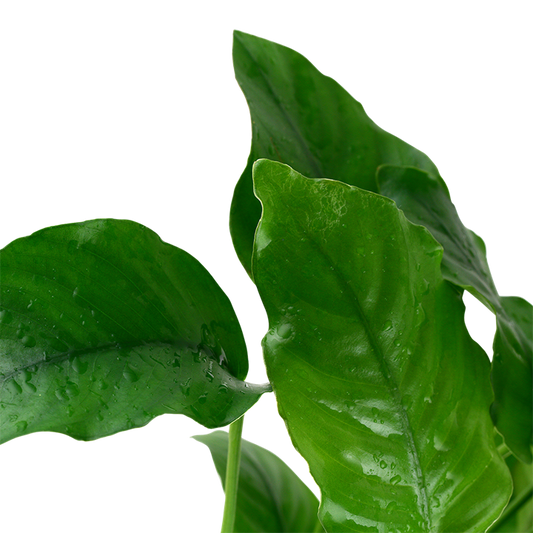 Tropica Anubias barteri var. barteri – Potplant