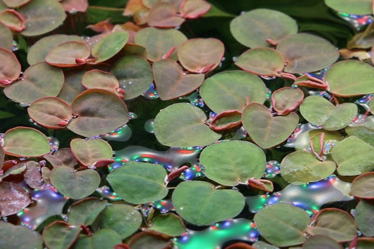 Tropica Phyllanthus fluitans – 1-2-Grow! In Vitro