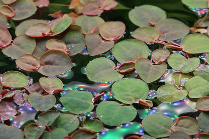 Tropica Phyllanthus fluitans – 1-2-Grow! In Vitro