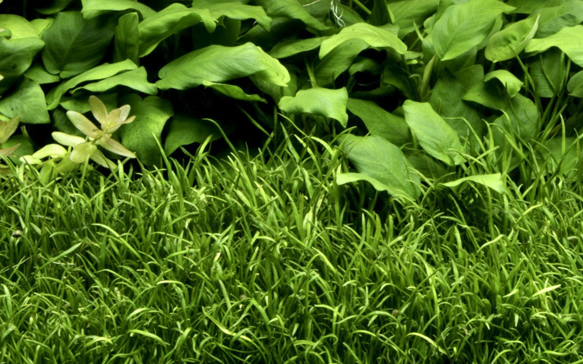 Tropica Lilaeopsis brasiliensis – 1-2-Grow! In Vitro