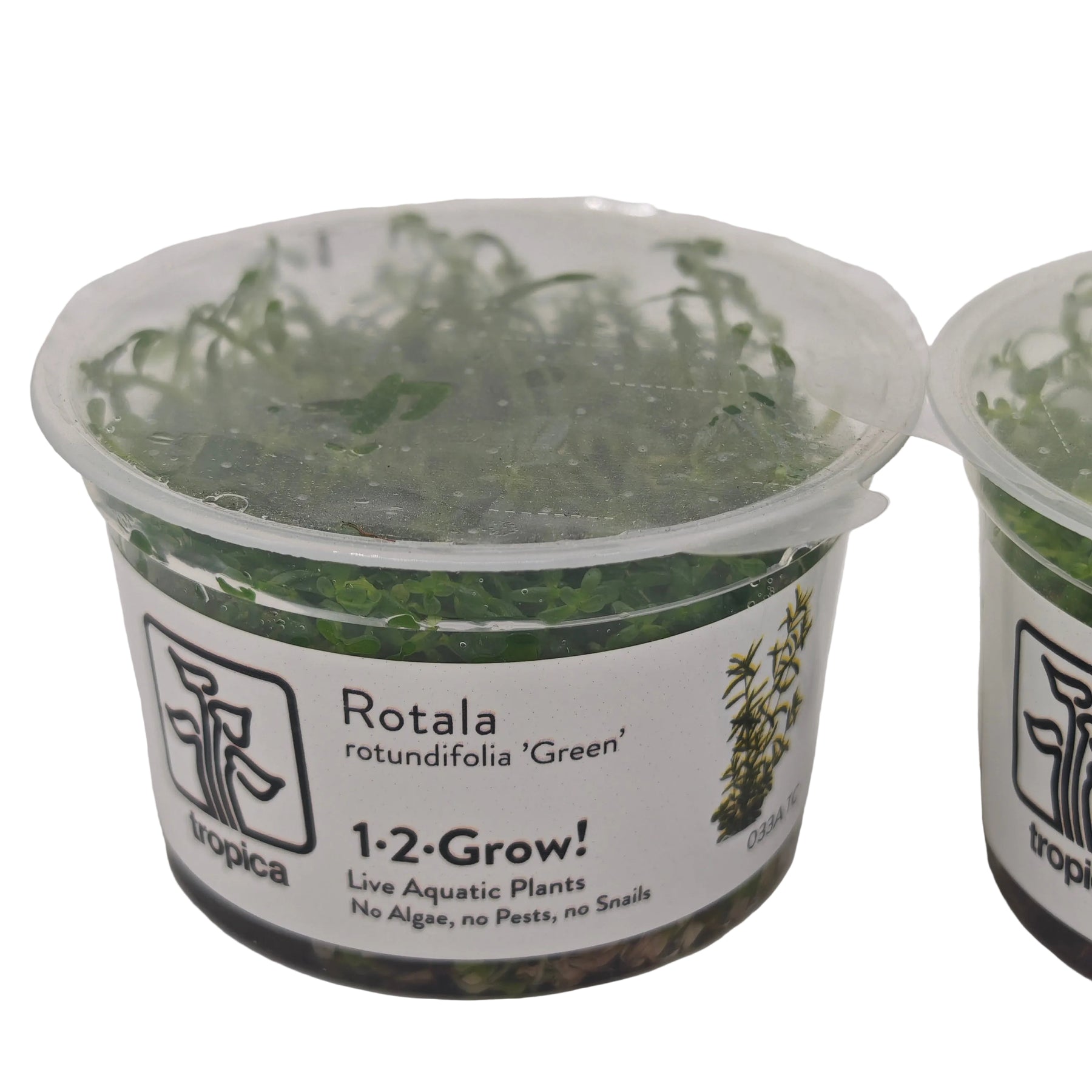 Tropica Rotala rotundifolia green In-Vitro Doppelpack