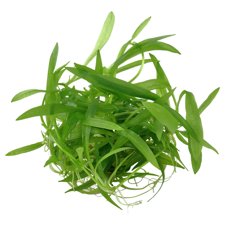 Tropica Helanthium bolivianum 'Quadricostatus' – 1-2-Grow! In Vitro