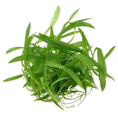 Tropica Helanthium bolivianum 'Quadricostatus' – 1-2-Grow! In Vitro
