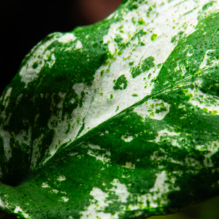 Tropica Anubias barteri var. nana ’Pinto’ – Topfpflanze