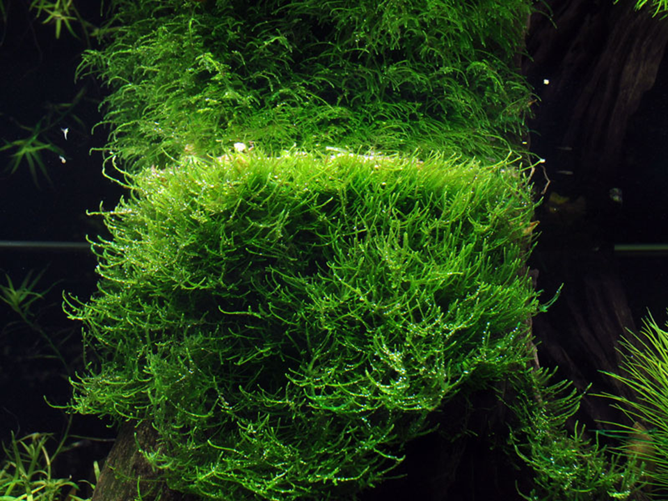 Tropica Taxiphyllum barbieri 'Bogor Moss' – 1-2-Grow! In Vitro