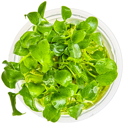 Tropica Schismatoglottis prietoi – 1-2-Grow! In Vitro