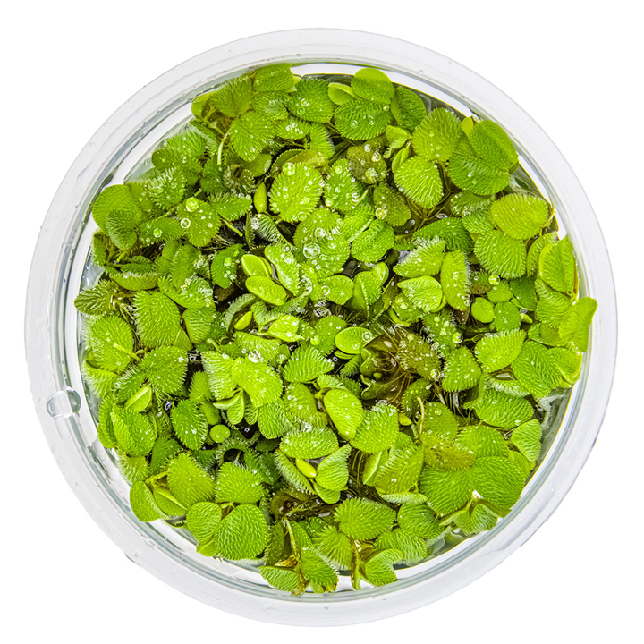 Tropica Salvinia minima – 1-2-Grow! In Vitro