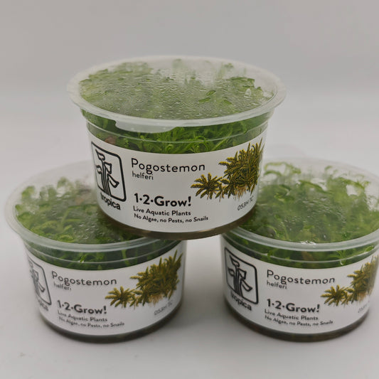 Pogostemon helferi, 3 Töpfe In-Vitro Tropica