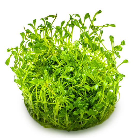 Tropica Glossostigma elatinoides – 1-2-Grow! In Vitro