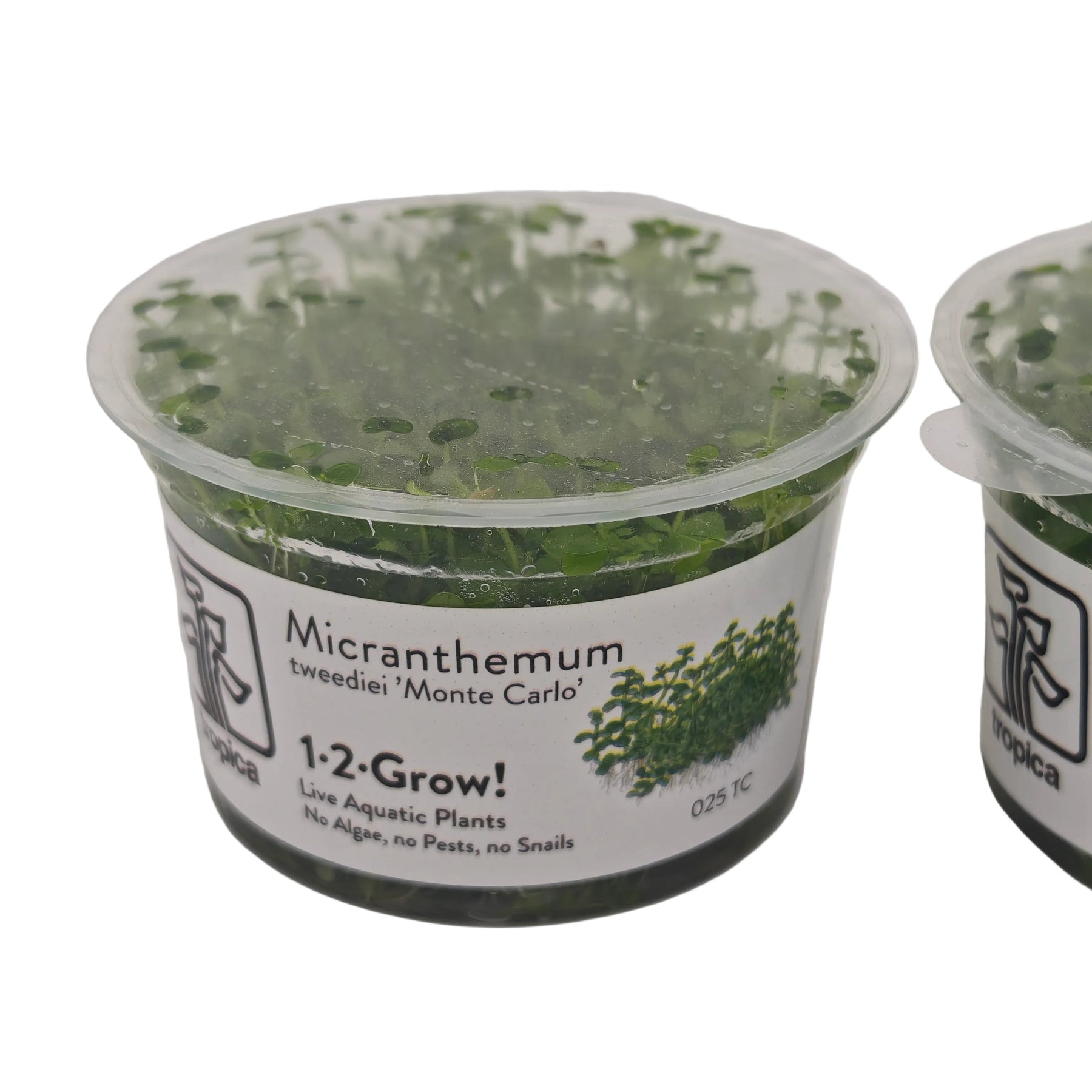 Tropica Micranthemum callitrichoides ´Cuba´ In-Vitro Doppelpack