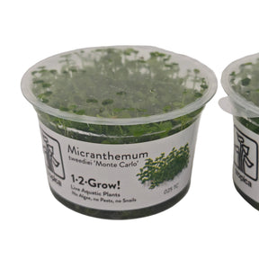 Tropica Micranthemum callitrichoides ´Cuba´ In-Vitro Doppelpack