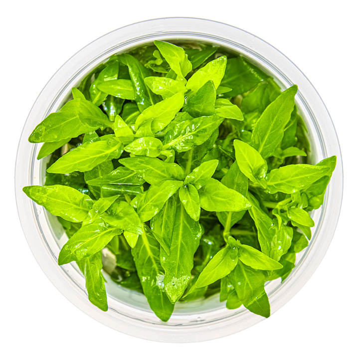 Tropica Staurogyne repens – 1-2-Grow! In Vitro
