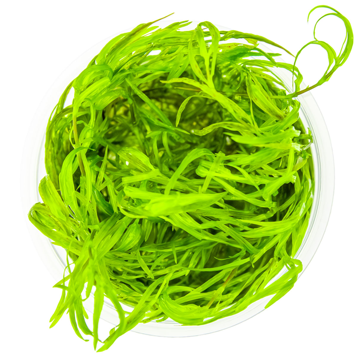 Tropica Najas guadalupensis 'Guppy Grass' – 1-2-Grow! In Vitro