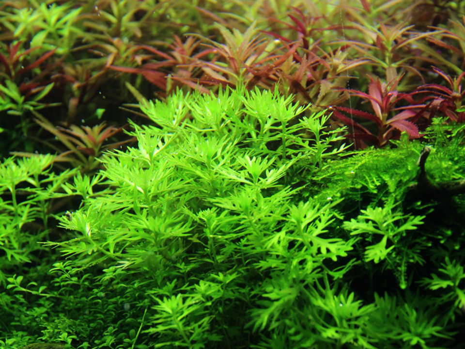 Tropica Hottonia palustris – 1-2-Grow! In Vitro