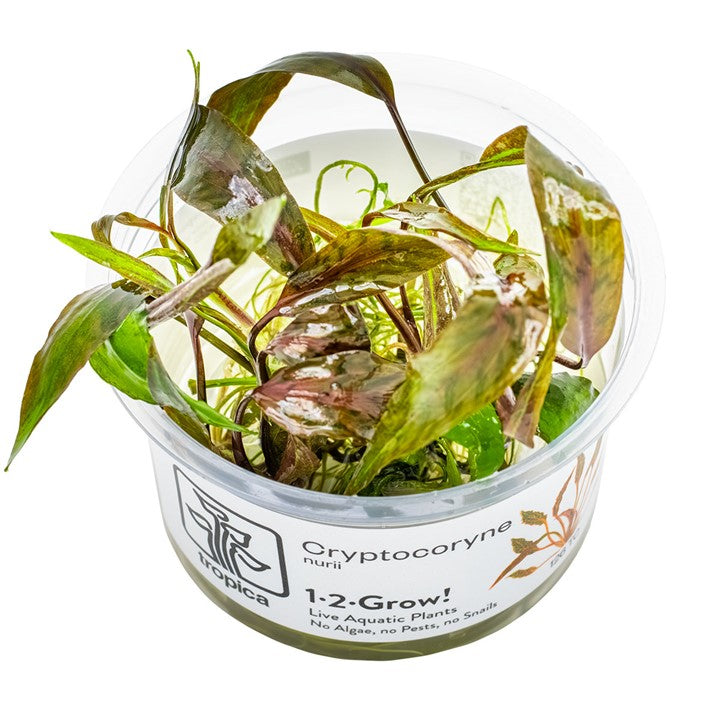 Tropica Cryptocoryne nurii "Rose Maiden" – 1-2-Grow! In Vitro