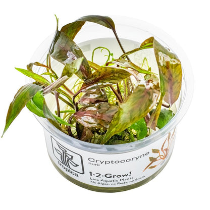 Tropica Cryptocoryne nurii "Rose Maiden" – 1-2-Grow! In Vitro
