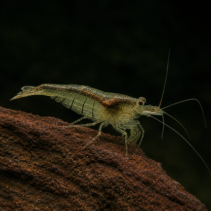 Crevette d'intérieur de Sulawesi, Caridina cf. parvidentata