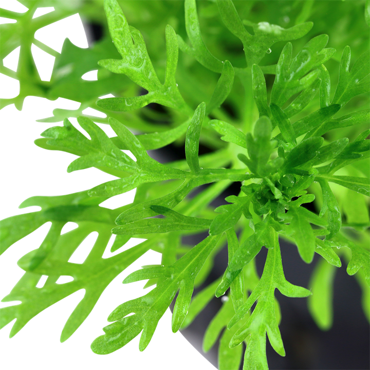 Tropica Limnophila aquatica – Plante en pot