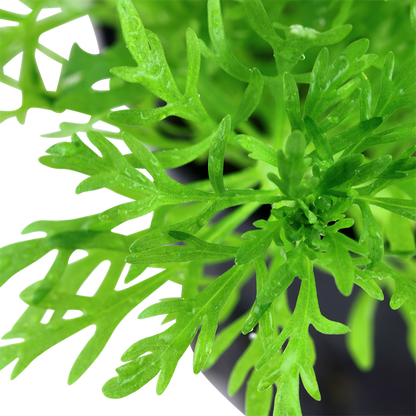 Tropica Limnophila aquatica – Plante en pot