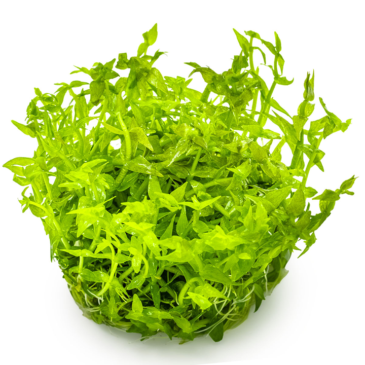 Tropica Gratiola viscidula – 1-2-Grow! In Vitro