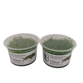 Tropica Micranthemum callitrichoides cuba In-Vitro Doppelpack