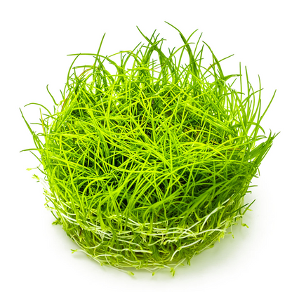 Tropica Eleocharis acicularis – 1-2-Grow! In Vitro