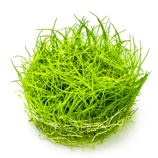 Tropica Eleocharis acicularis – 1-2-Grow! In Vitro