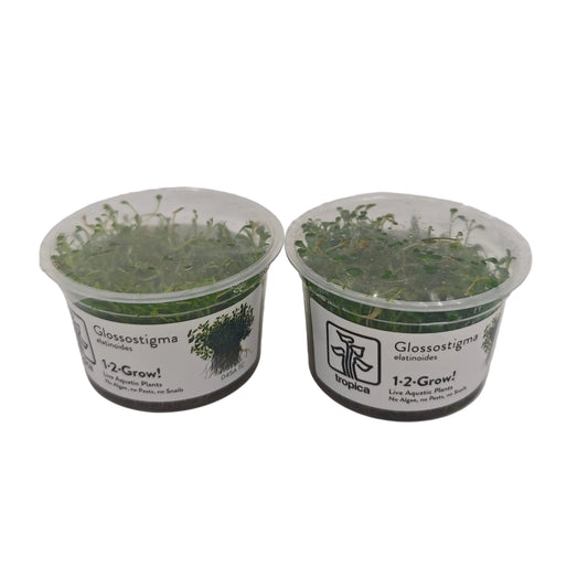 Tropica Glossostigma elatinoides In-Vitro Doppelpack