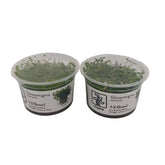 Tropica Glossostigma elatinoides In-Vitro Doppelpack
