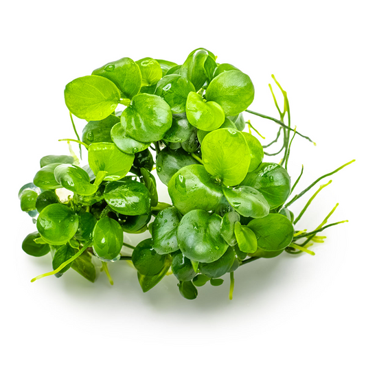 Tropica Anubias barteri 'Mini Coin' – 1-2-Grow! In Vitro