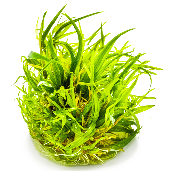 Tropica Blyxa japonica – 1-2-Grow! In Vitro