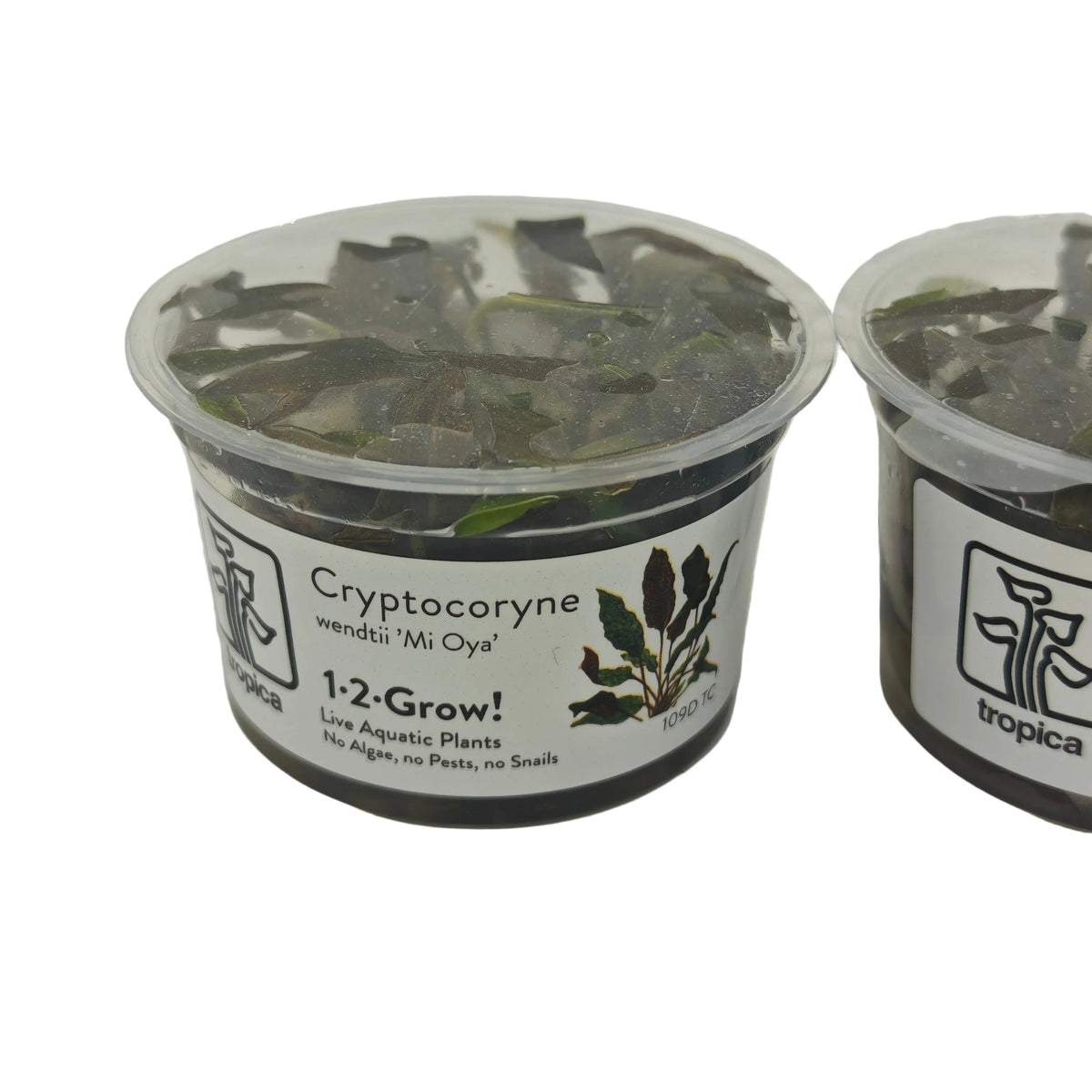Tropica Cryptocoryne wendtii mi oya In-Vitro Pack Double