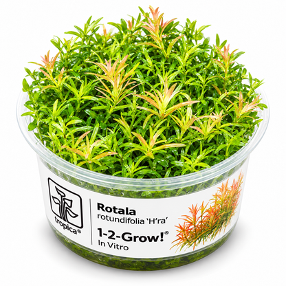 Tropica Rotala rotundifolia 'H'ra' – 1-2-Grow! In Vitro
