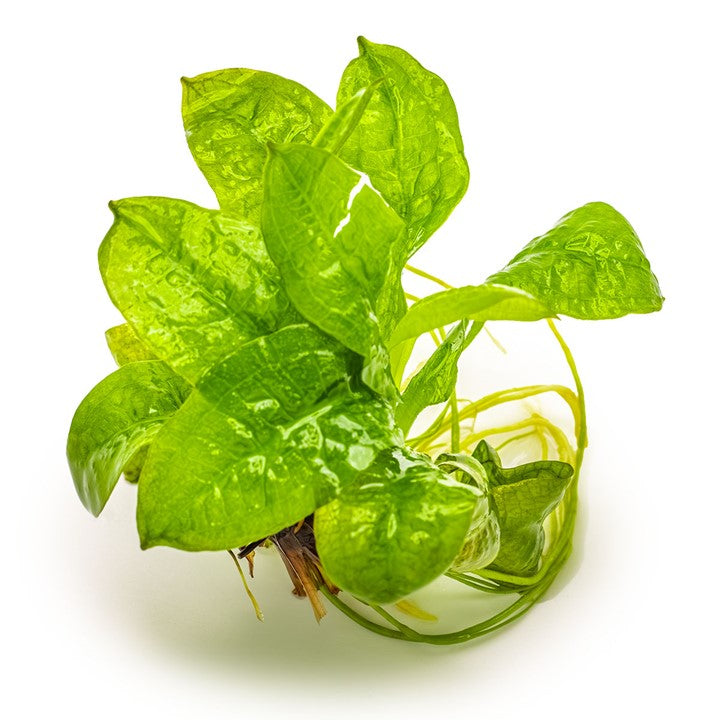 Tropica Echinodorus grisebachii 'Tropica' – 1-2-Grow! In Vitro