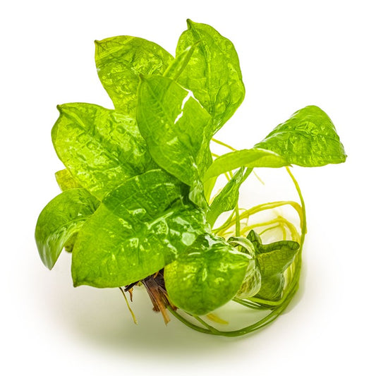 Tropica Echinodorus grisebachii 'Tropica' – 1-2-Grow! In Vitro