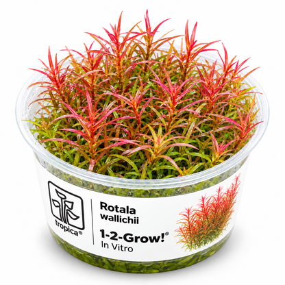 Tropica Rotala wallichii – 1-2-Grow! In Vitro